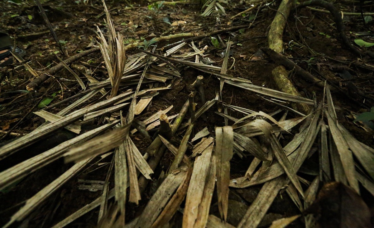 Cận cảnh một chiếc bẫy đạp được ngụy trang bởi lá khô rất khó phát hiện. (Ảnh: Thành Đô) Cận cảnh một chiếc bẫy đạp được ngụy trang bởi lá khô rất khó phát hiện. (Ảnh: Thành Đô)