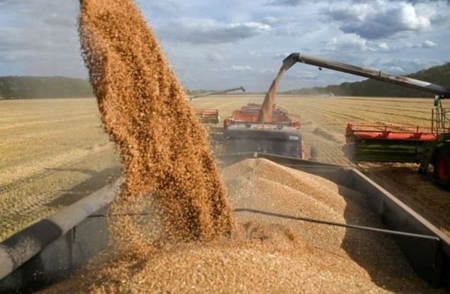 Nhập khẩu lúa mì từ thị trường Brazil tăng 348% Nhập khẩu lúa mì từ thị trường Brazil tăng 348%