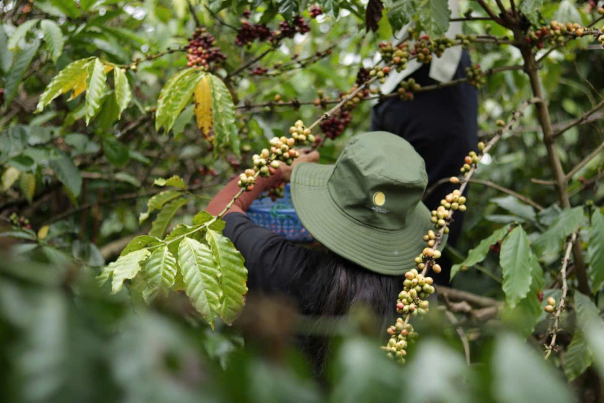 Dự báo giá cà phê ngày mai 4/2/2025: Dự báo giá cà phê ngày mai 4/2/2025: