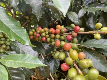 Giá cà phê Arabica lập đỉnh mới