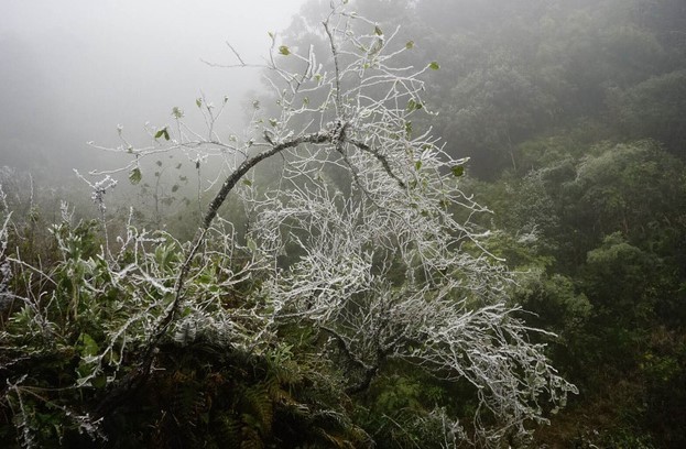 Lào Cai: Cảnh báo xảy ra băng giá và sương muối