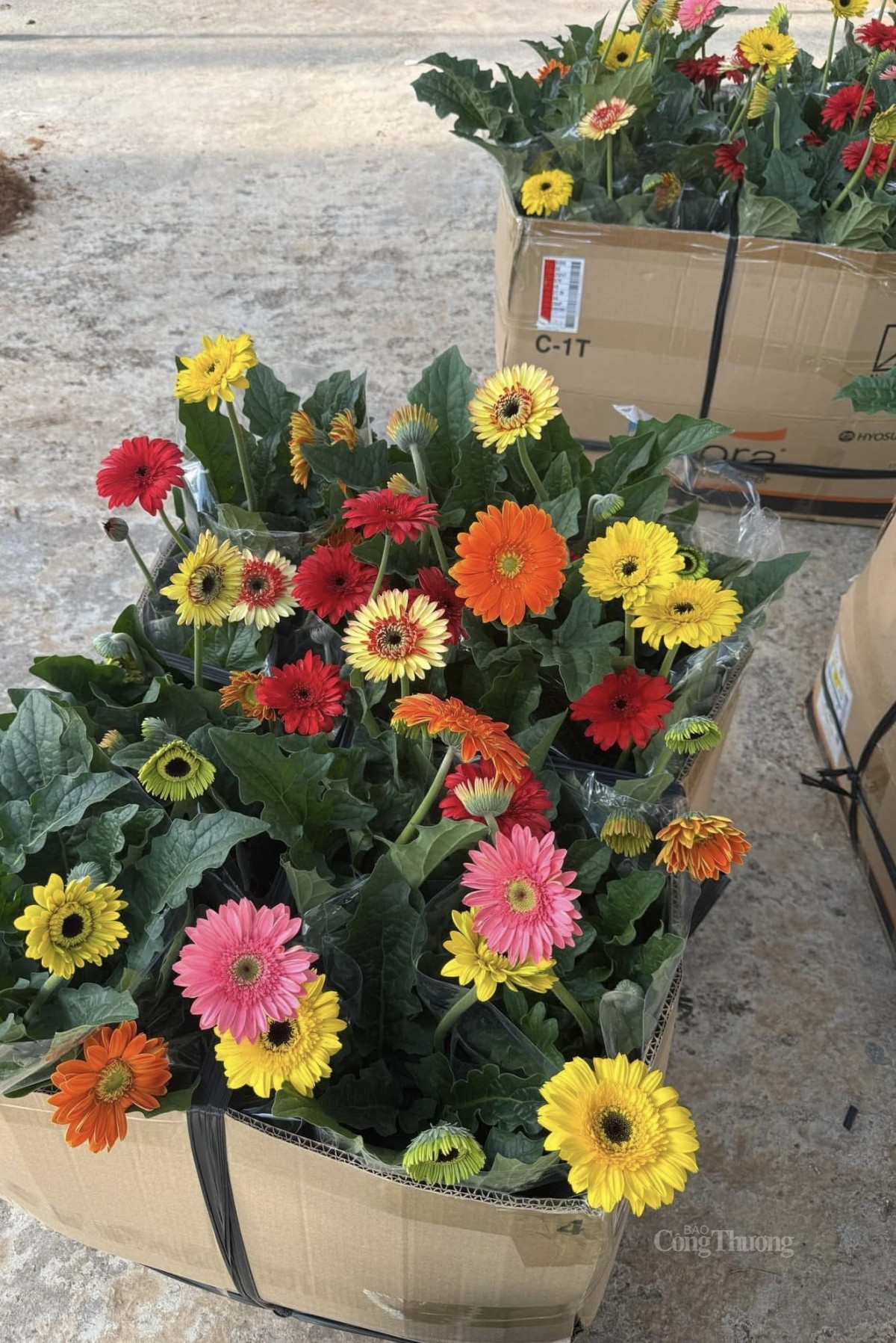 Hoa đồng tiền là loại hoa được chuộng nhất trong ngày Vía Thần Tài. Ảnh: Nguyễn Thanh