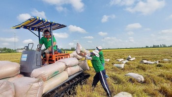 Dự báo, giá gạo xuất khẩu tiếp tục giữ đà tăng