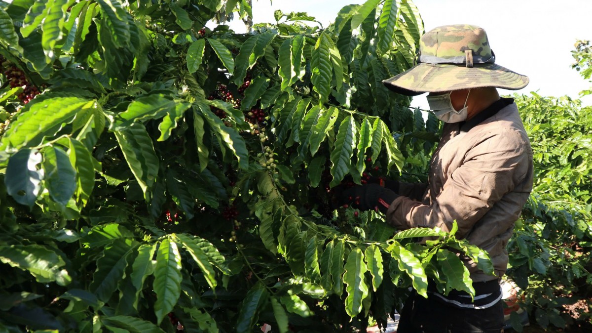 Dự báo giá cà phê ngày mai 5/2/2025: Dự báo giá cà phê ngày mai 5/2/2025: