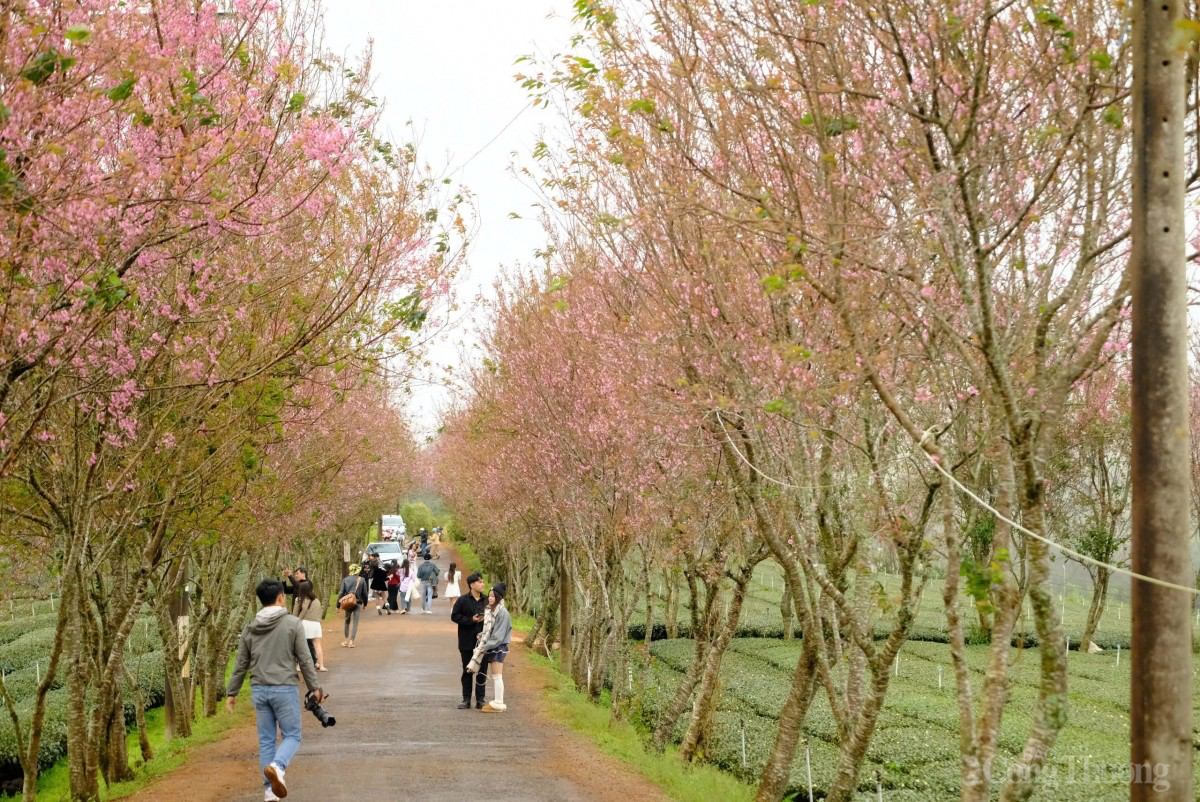 Sau Tết, mai anh đào vẫn nở rực trên phố Đà Lạt