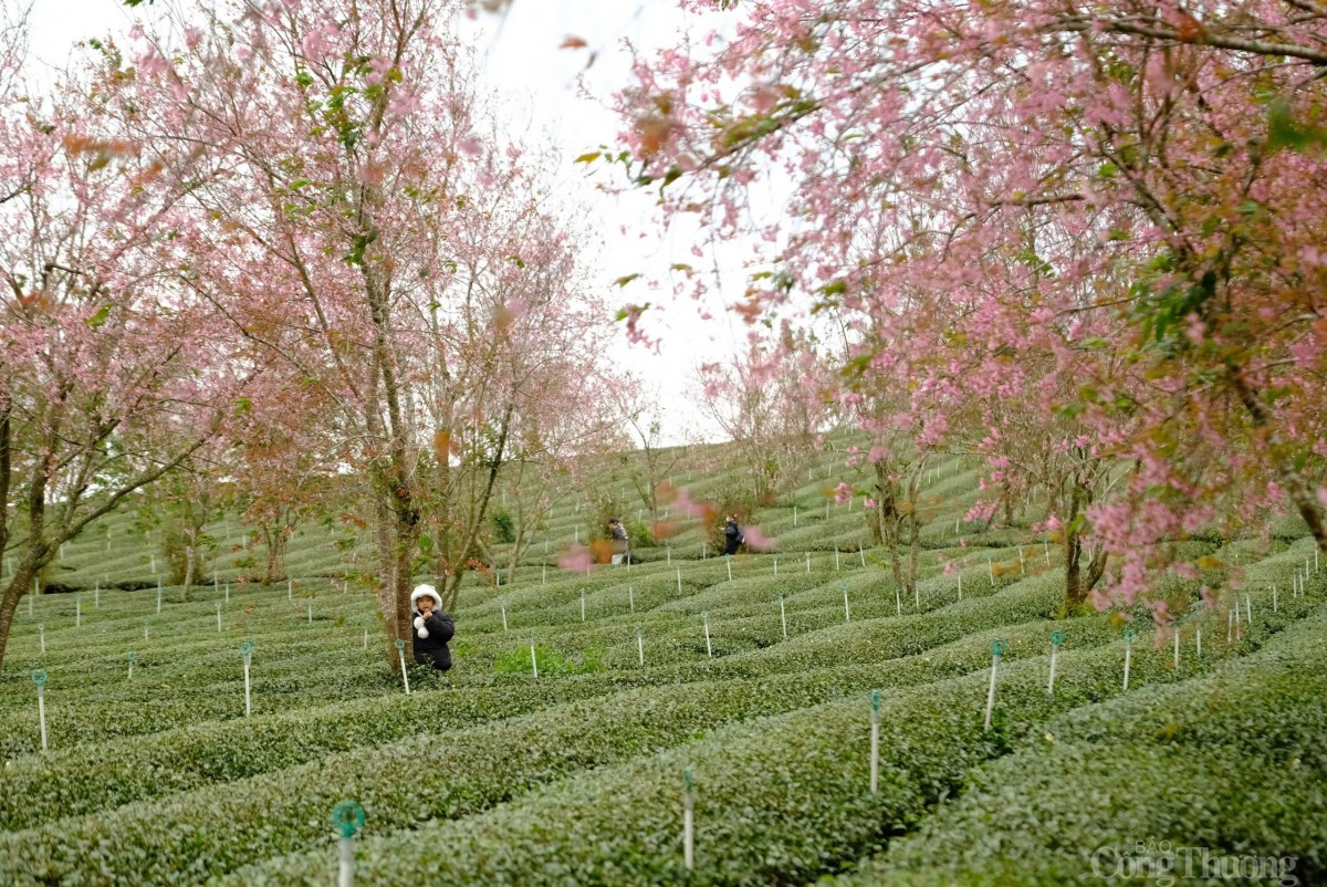 Sau Tết, mai anh đào vẫn nở rực trên phố Đà Lạt