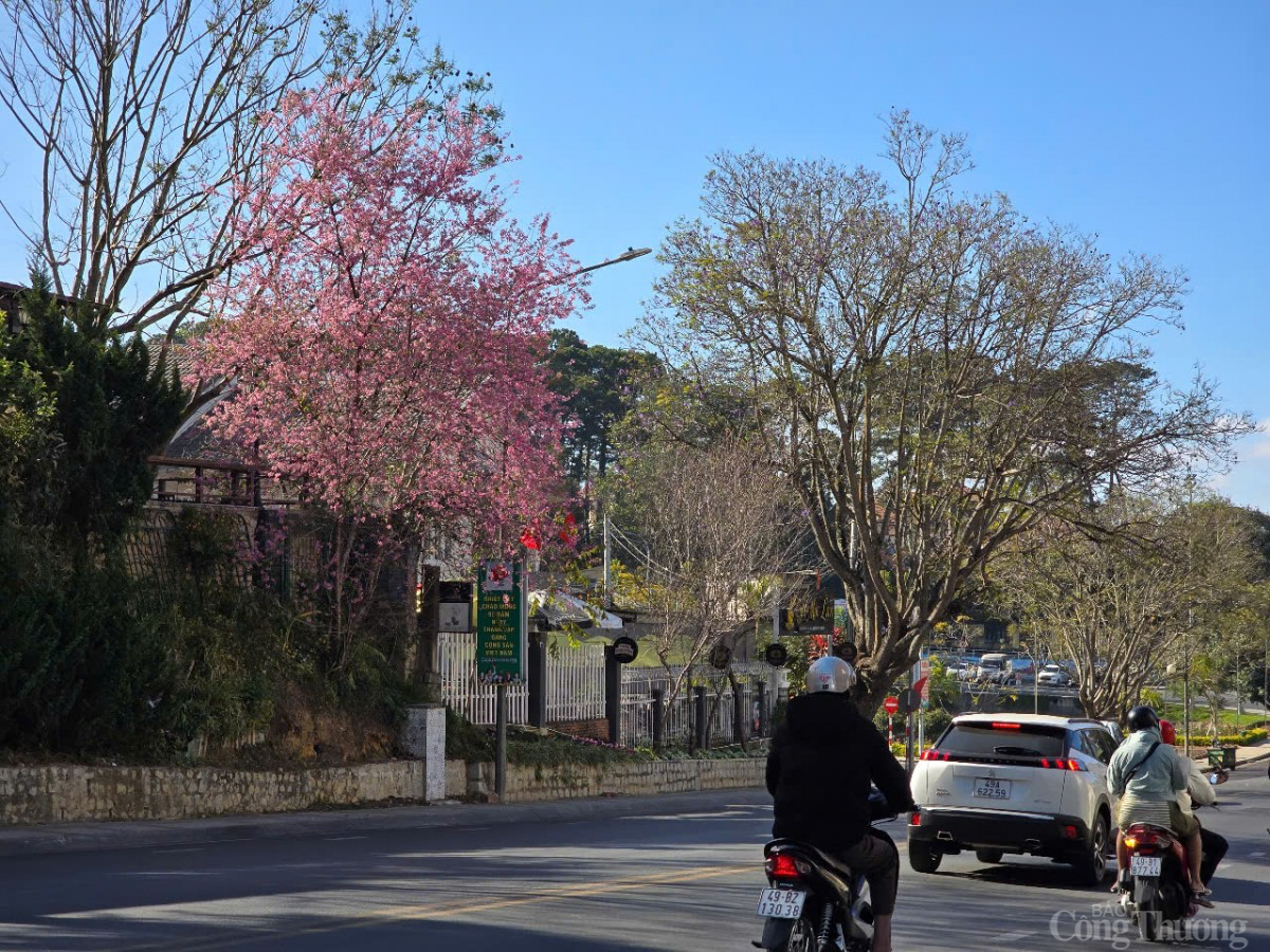 Sau Tết, mai anh đào vẫn nở rực trên phố Đà Lạt