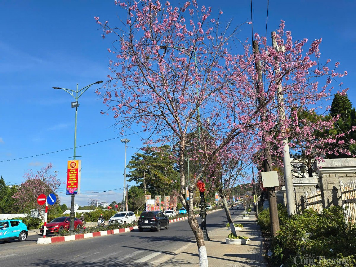 Sau Tết, mai anh đào vẫn nở rực trên phố Đà Lạt