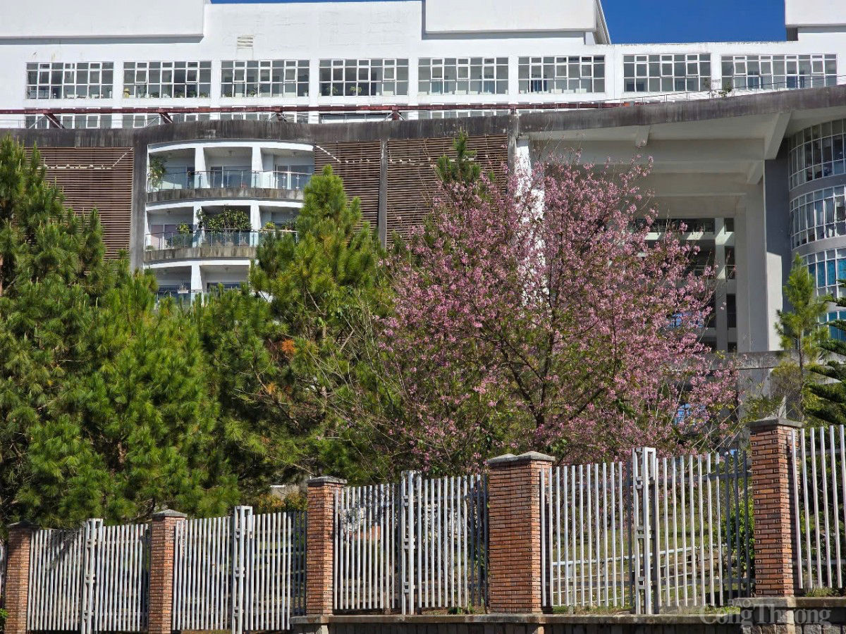 Sau Tết, mai anh đào vẫn nở rực trên phố Đà Lạt