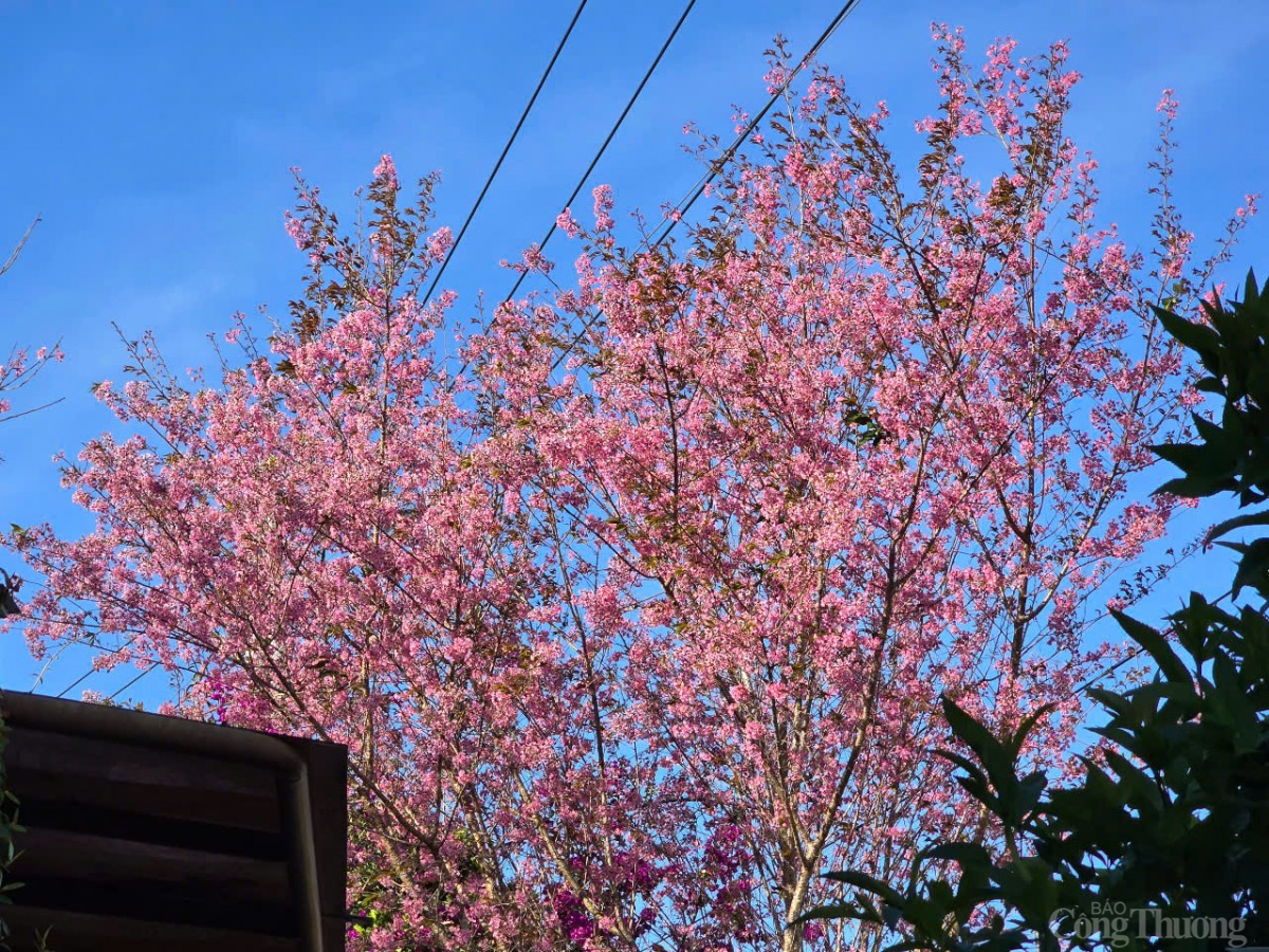 Sau Tết, mai anh đào vẫn nở rực trên phố Đà Lạt