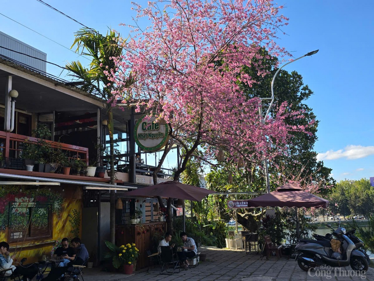 Sau Tết, mai anh đào vẫn nở rực trên phố Đà Lạt