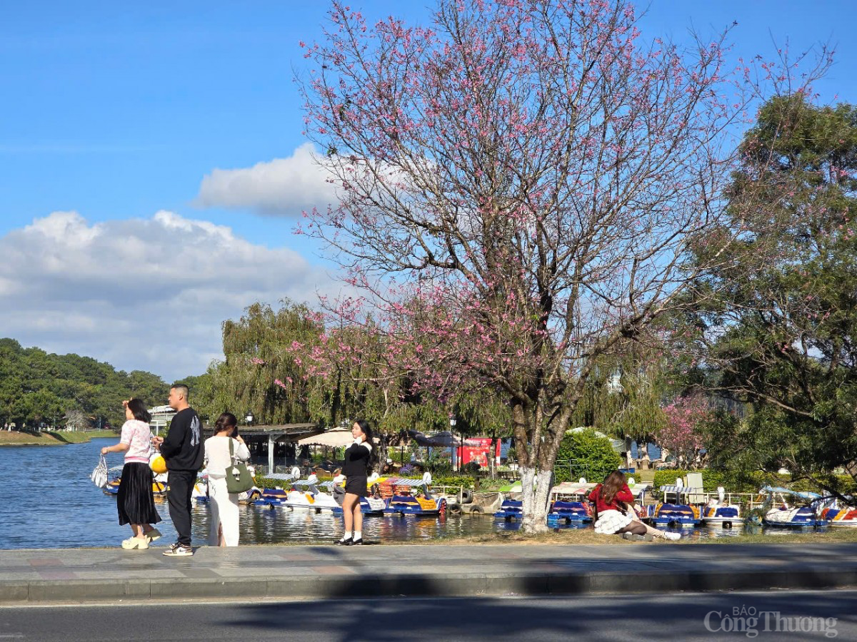 Sau Tết, mai anh đào vẫn nở rực trên phố Đà Lạt