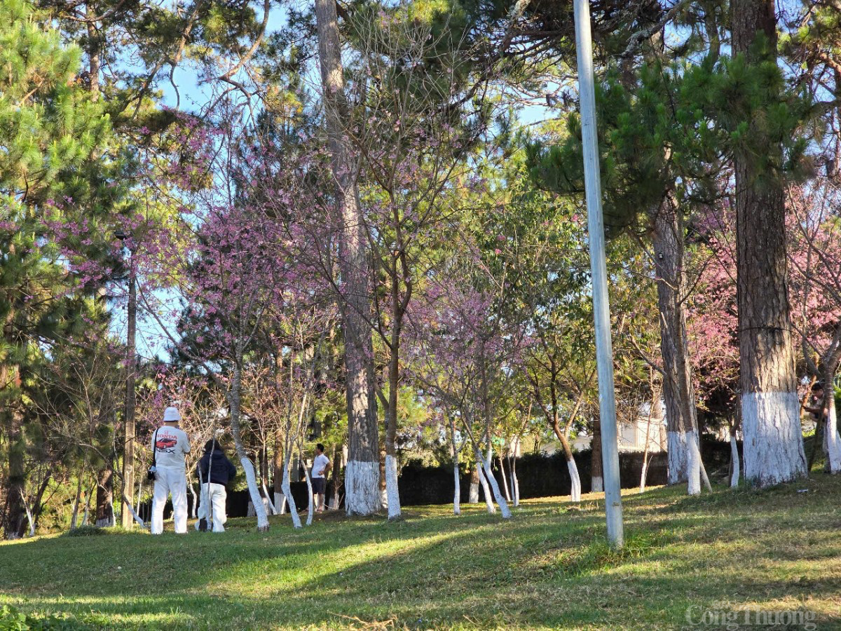 Sau Tết, mai anh đào vẫn nở rực trên phố Đà Lạt