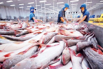 Xuất khẩu cá tra tăng trưởng mạnh trong tháng đầu năm
