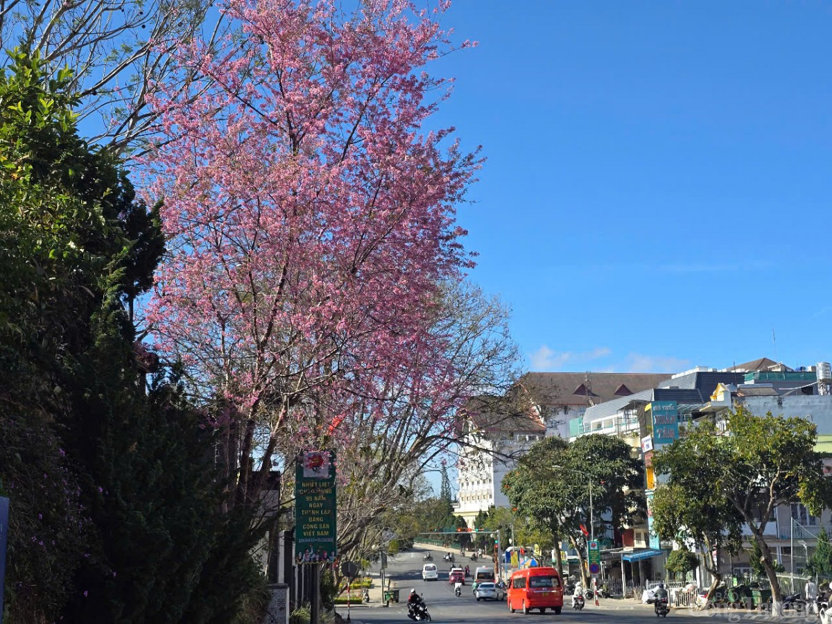 Sau Tết, mai anh đào vẫn nở rực trên phố Đà Lạt