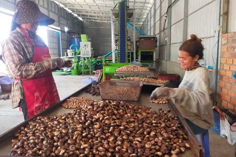 Việt Nam đã chi ra 1,07 tỷ USD để nhập khẩu gần 820.000 tấn hạt điều thô từ Campuchia