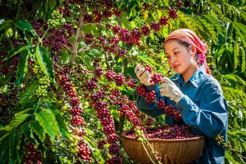 Xuất khẩu một số mặt hàng nông sản chính tháng 1/2025