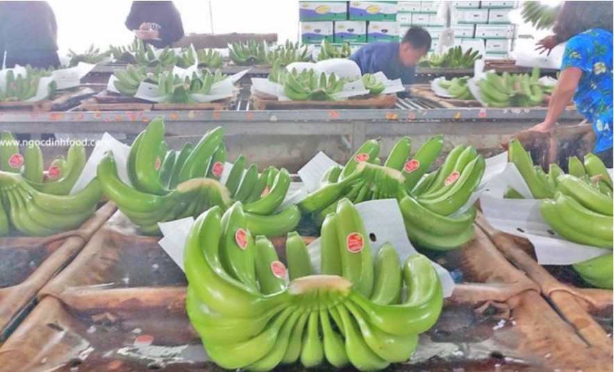 Trung Quốc tăng nhập khẩu chuối từ Việt Nam trong năm 2024