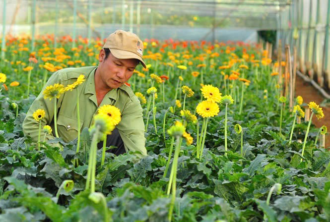 Hoa đồng tiền dễ trồng và mỗi lứa cây cho thu hoạch từ 3-4 năm nên nông dân Đà Lạt phát triển rộng mô hình. Hoa đồng tiền dễ trồng và mỗi lứa cây cho thu hoạch từ 3-4 năm nên nông dân Đà Lạt phát triển rộng mô hình.