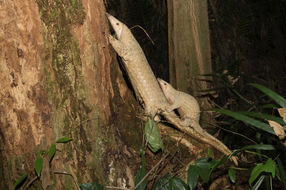 Nhiều loài động, thực vật quý hiếm được phát hiện tại khu vực này