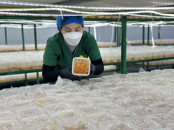 Quy trình nuôi cấy giá thể nấm đông trùng hạ thảo tại Hợp tác xã Nấm Tam Đảo, xã Hợp Châu, huyện Tam Đảo, tỉnh Vĩnh Phúc. Ảnh: Nguyễn Thảo 