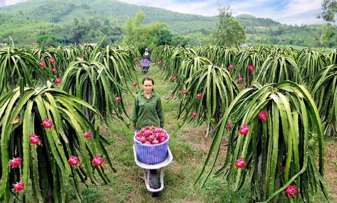 thanh long ruột đỏ đã trở thành một trong những loại cây trồng có thế mạnh trên địa bàn huyện Lập Thạch