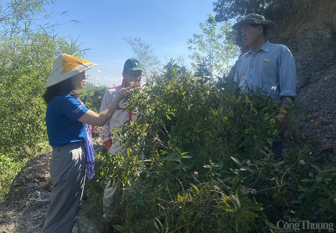 Chị Nguyễn Thị Liên làm việc với các hộ dân Quảng Trị về nguyên liệu đầu vào của tinh dầu tràm