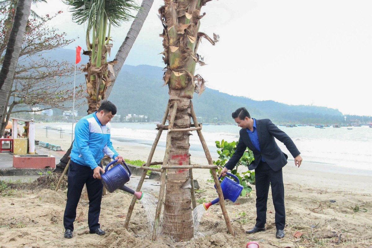 TP. Đà Nẵng đặt mục tiêu trồng 3.497 cây dừa tại các bãi biển thành phố trong năm 2025 TP. Đà Nẵng đặt mục tiêu trồng 3.497 cây dừa tại các bãi biển thành phố trong năm 2025