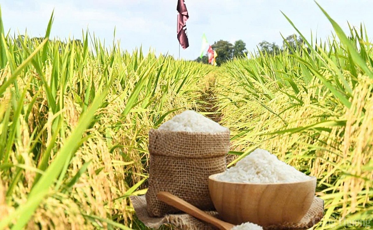 Giá lúa gạo hôm nay ngày 10/2: Lúa gạo xu hướng tăng