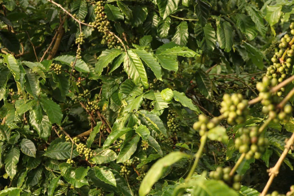 Dự báo giá cà phê ngày mai 9/2/2025 Dự báo giá cà phê ngày mai 9/2/2025