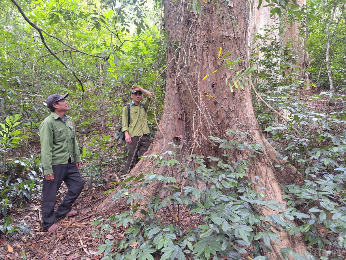 Trắng đêm canh giữ rừng giáng hương cổ thụ ở Gia Lai