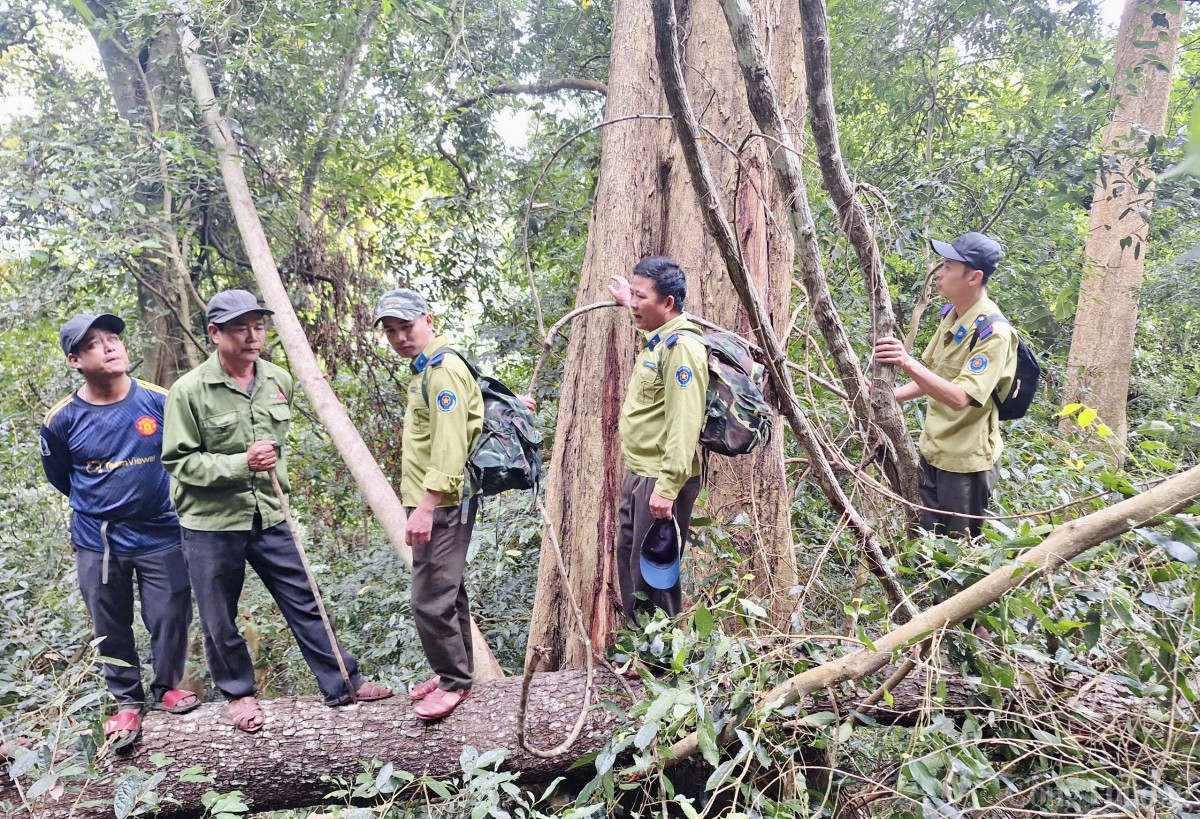 Trắng đêm canh giữ rừng giáng hương cổ thụ ở Gia Lai