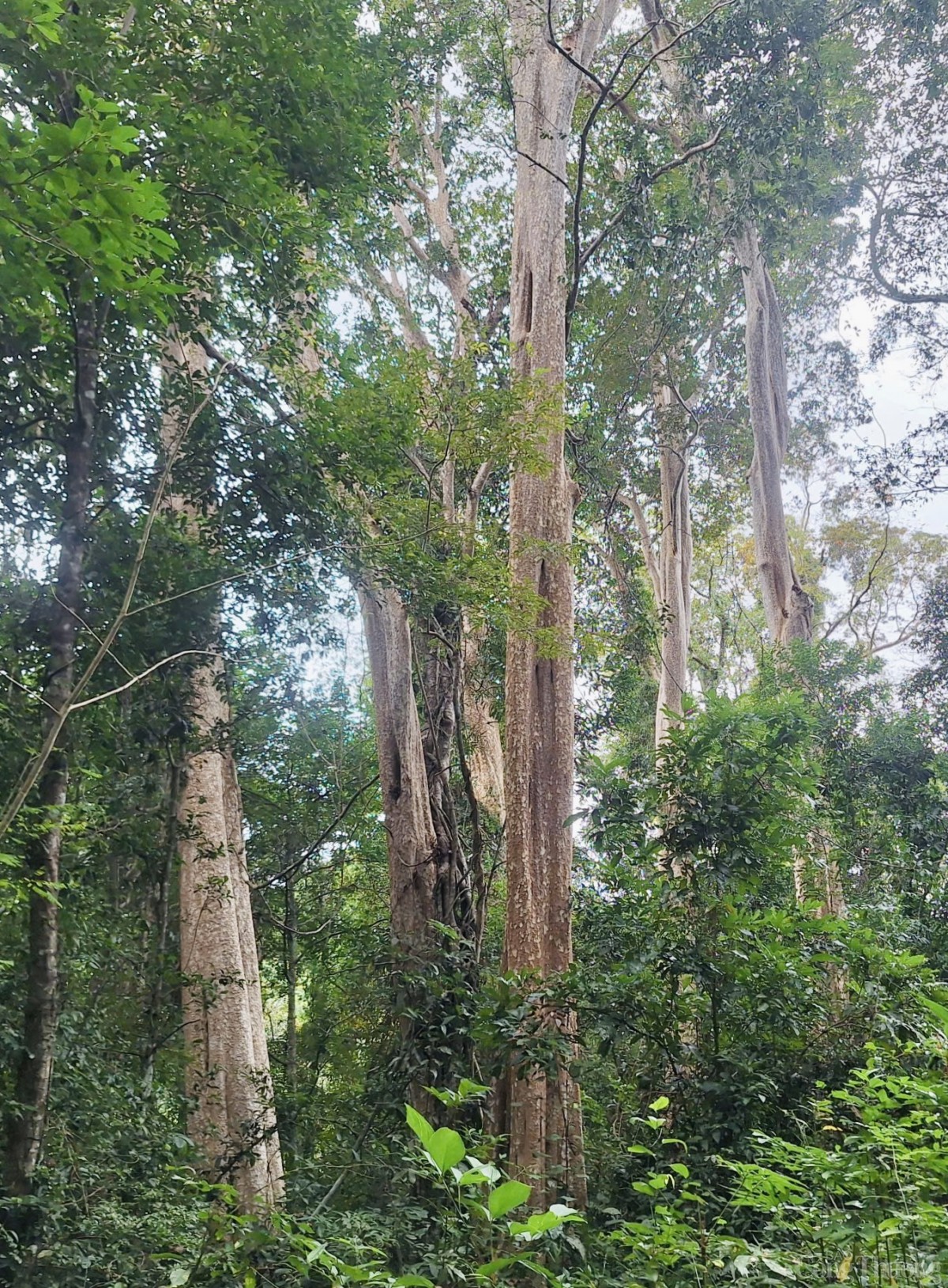 Trắng đêm canh giữ rừng giáng hương cổ thụ ở Gia Lai