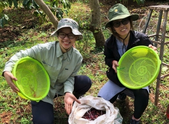 Dự báo giá cà phê ngày mai 10/2/2025: Trong nước ổn định