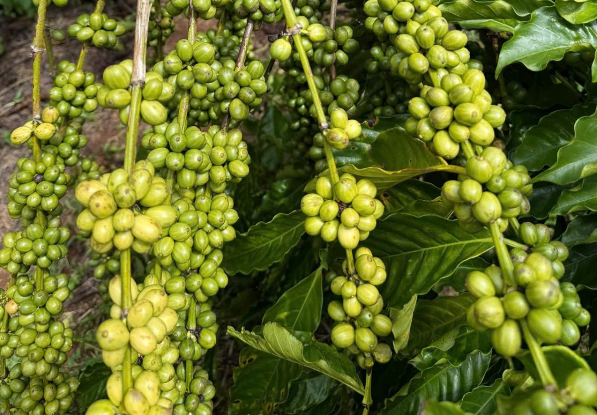 Dự báo giá cà phê ngày mai 11/2/2025: Dự báo giá cà phê ngày mai 11/2/2025: