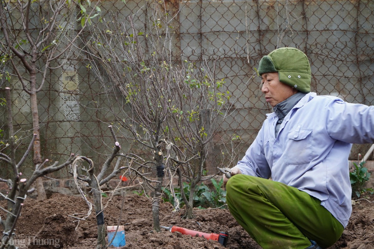 Bên cạnh đào, cây mai cũng được “hồi sinh”. Người nông dân đang uốn thế cho cây mai bằng những dây thép.