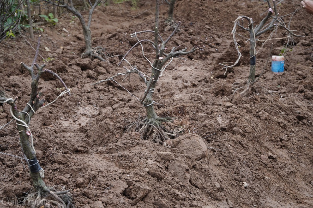 Bên cạnh đào, cây mai cũng được “hồi sinh”. Người nông dân đang uốn thế cho cây mai bằng những dây thép.