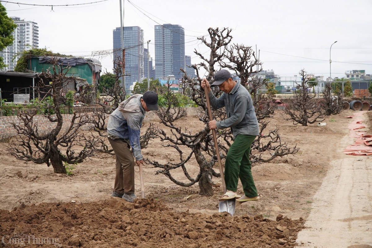 Ngay sau Tết Nguyên đán Ất Tỵ 2025, người dân làng đào Nhật Tân (quận Tây Hồ) tất bật thu gom những cây đào đẹp để trồng lại, tiến hành chăm sóc, cắt tỉa, sẵn sàng chuẩn bị cho mùa Tết năm sau.