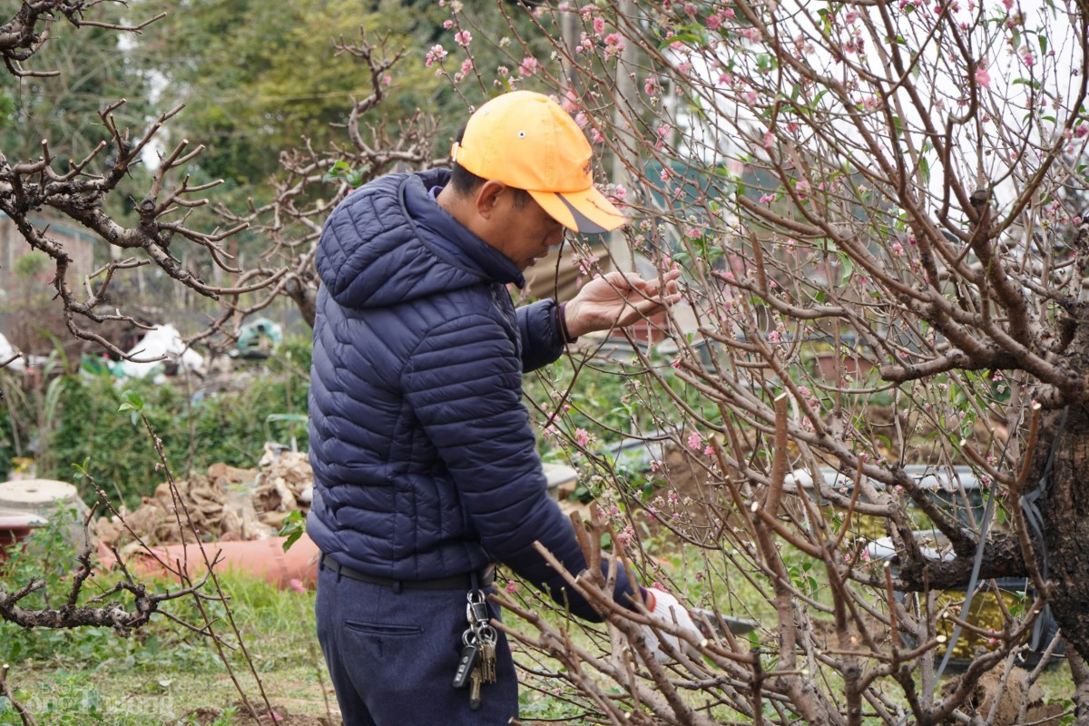 Những cành đào được người dân khéo léo cắt tỉa gọn gàng, sẵn sàng chờ đâm chồi, nảy lộc và phát triển mạnh mẽ.