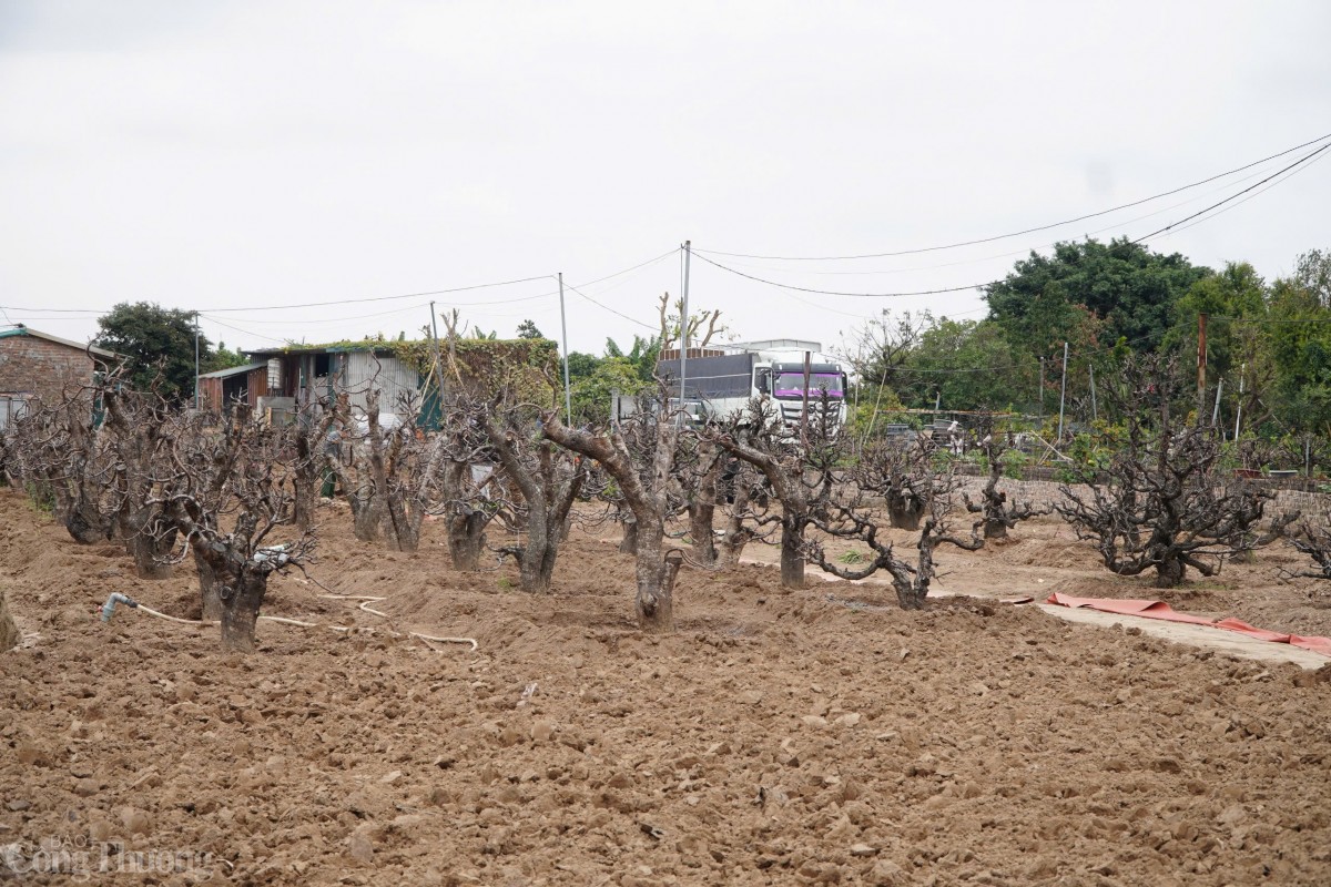 Với diện tích rộng hàng nghìn mét vuông, vườn đào Nhật Tân là nơi quy tụ nhiều giống đào phong phú, từ đào bích rực rỡ đến đào phai dịu dàng...