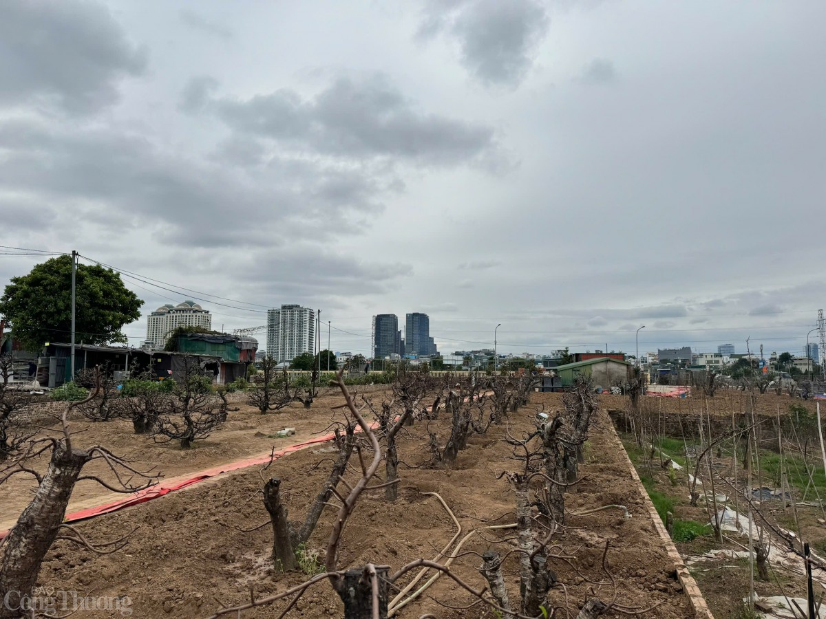 Với diện tích rộng hàng nghìn mét vuông, vườn đào Nhật Tân là nơi quy tụ nhiều giống đào phong phú, từ đào bích rực rỡ đến đào phai dịu dàng...