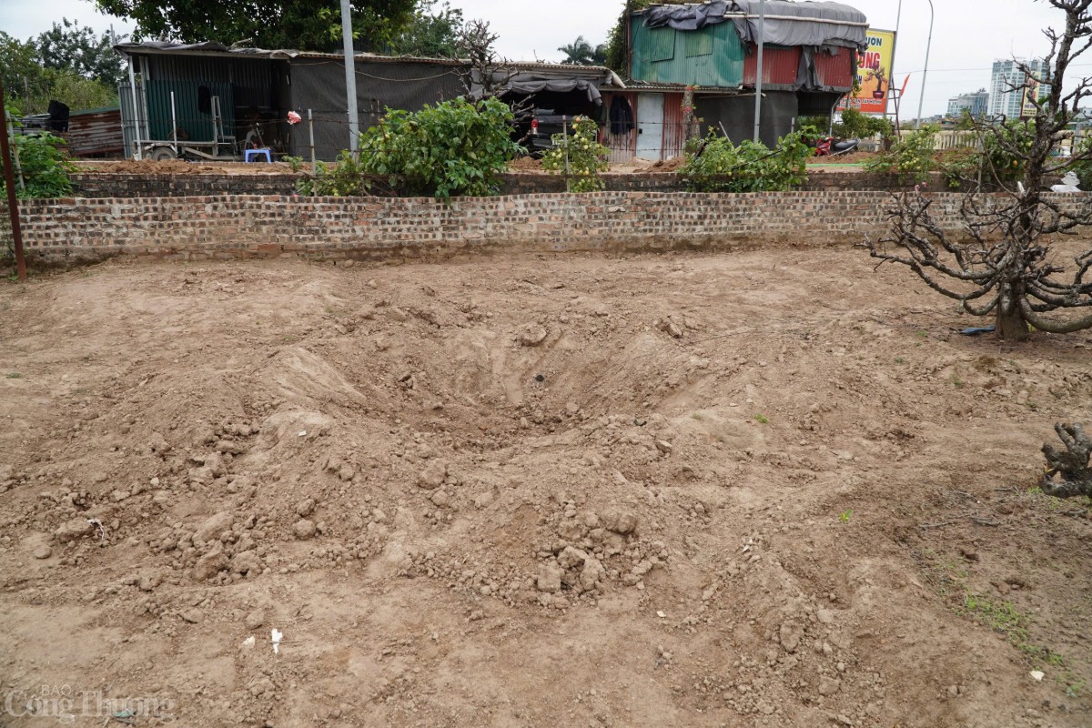 Những hố đất được đào sẵn chờ cây.