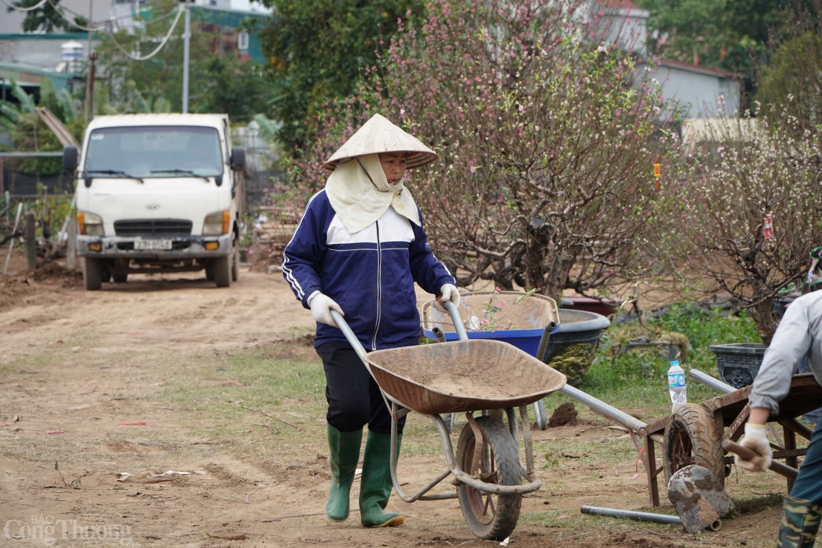 Không khí làm việc miệt mài sau Tết tại làng đào Nhật Tân.