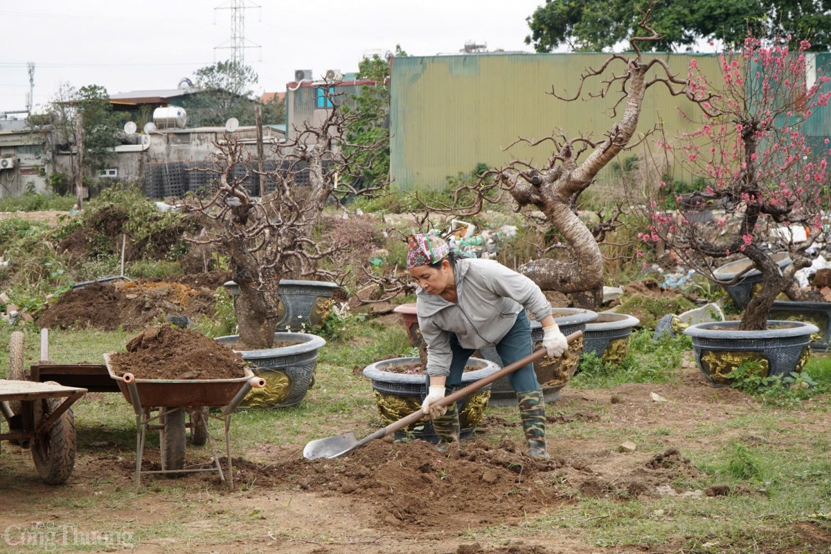 Không khí làm việc miệt mài sau Tết tại làng đào Nhật Tân.