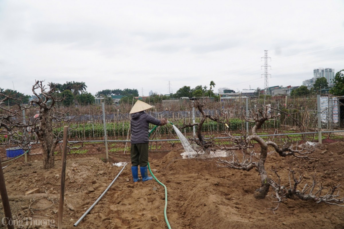 Sau khi ủ đất, các gốc đào sẽ được tưới nhiều nước để đất mau bám vào bộ rễ, giúp cây phát triển nhanh hơn.