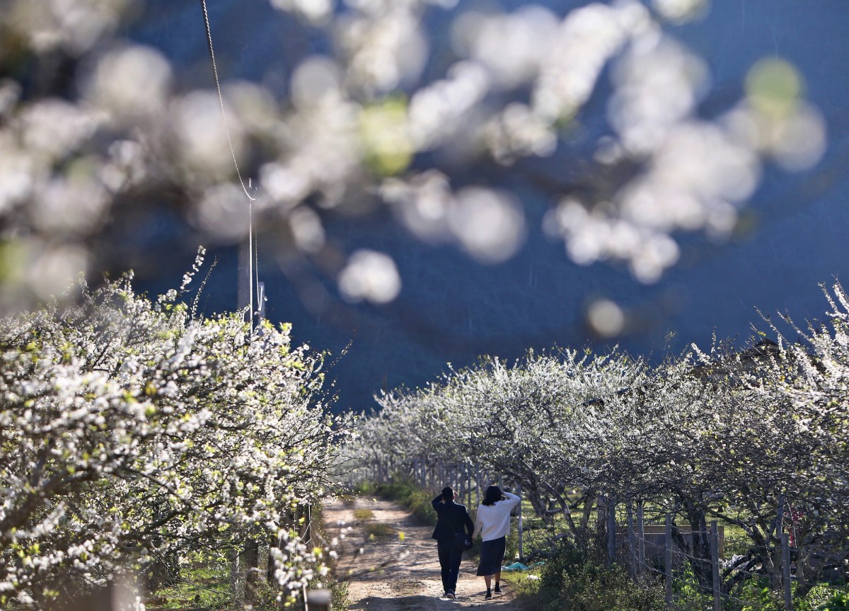 Tại các thung lũng Nà Ka, Mu Náu (trị trấn Mộc Châu, huyện Mộc Châu, tỉnh Sơn La), hàng nghìn gốc mận nở rộ trắng một bầu trời khiến du khách như lạc vào “thiên đường tuyết trắng