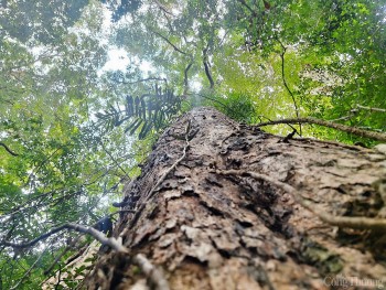 Khám phá quần thể cây giáng hương cổ thụ ở Gia Lai