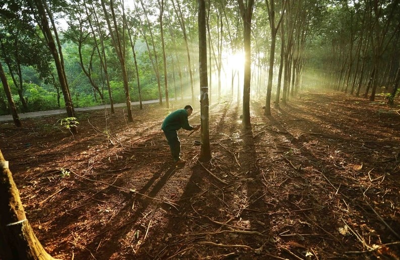 Giá cao su toàn cầu dự kiến sẽ tăng vọt do biến đổi khí hậu. Ảnh: Tập đoàn Công nghiệp Cao su Việt Nam