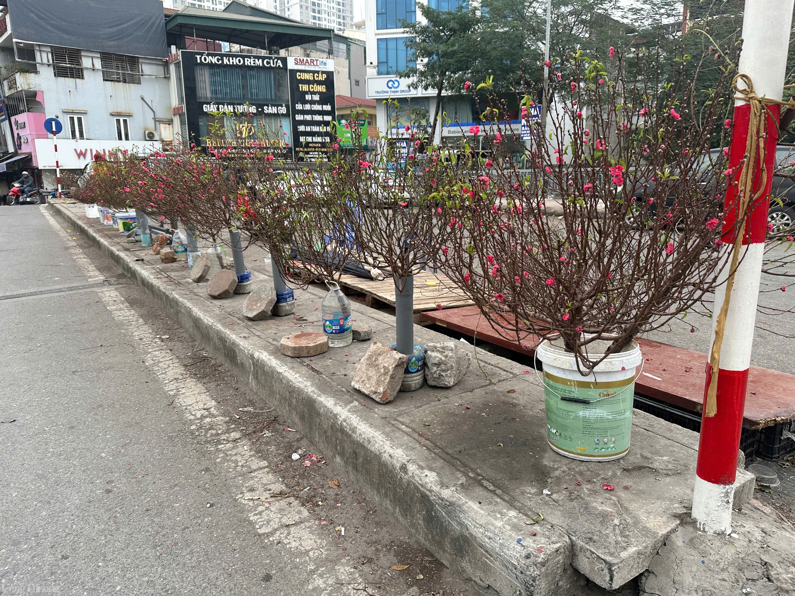 Các cành đào nhỏ có giá trung bình 150.000 đồng/cành. Ảnh: Lê An Các cành đào nhỏ có giá trung bình 150.000 đồng/cành. Ảnh: Lê An