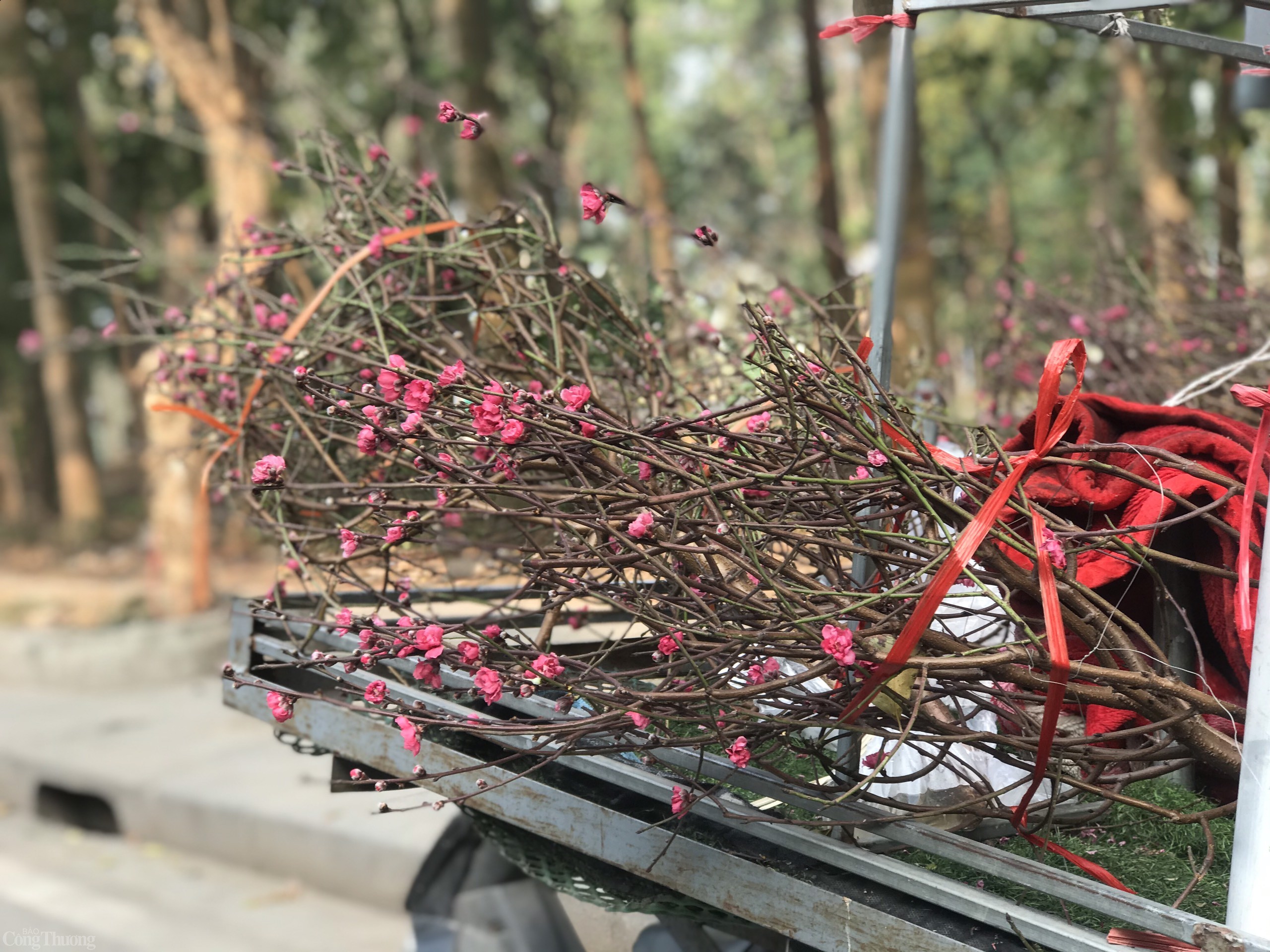 Cành đào cuối vụ xuống phố phục vụ thị trường Rằm tháng Giêng. Ảnh: Lê An Cành đào cuối vụ xuống phố phục vụ thị trường Rằm tháng Giêng. Ảnh: Lê An